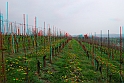Fiori di primavera_12